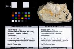 Foto (Objekt + Etikett) von Ambulocapsa novcula (Robins, 2013)  (NHMW-GEO-1990-0041-2475)